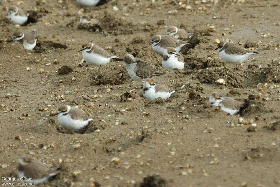 Gravelot à collier interrompu, habitat, Comportement