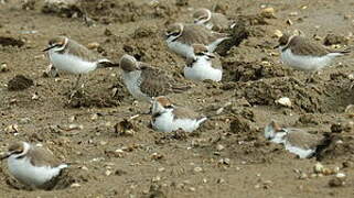 Kentish Plover