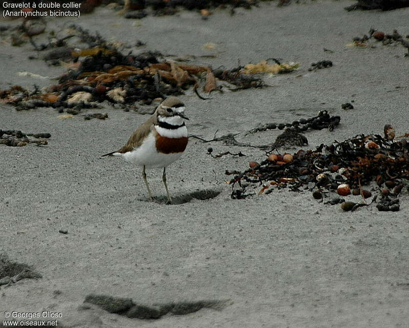 Double-banded Plover