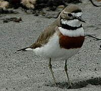 Double-banded Plover