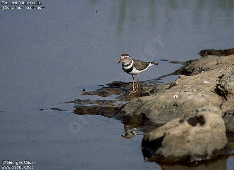 Three-banded Plover