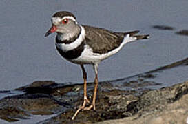 Three-banded Plover