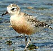 New Zealand Plover