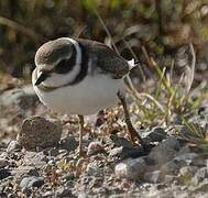 Semipalmated Plover