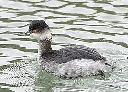 Black-necked Grebe