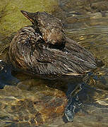 Little Grebe