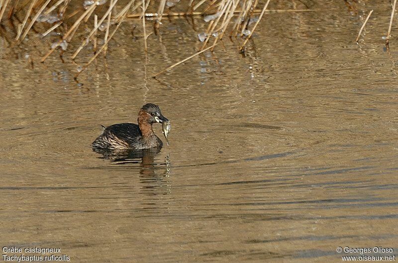 Little Grebe, identification, feeding habits