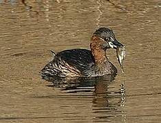 Little Grebe