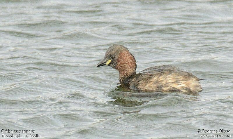 Little Grebe, identification