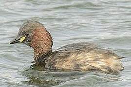 Little Grebe