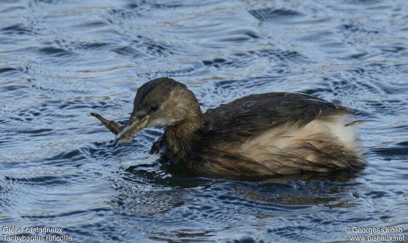 Little Grebe, identification, feeding habits