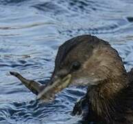 Little Grebe