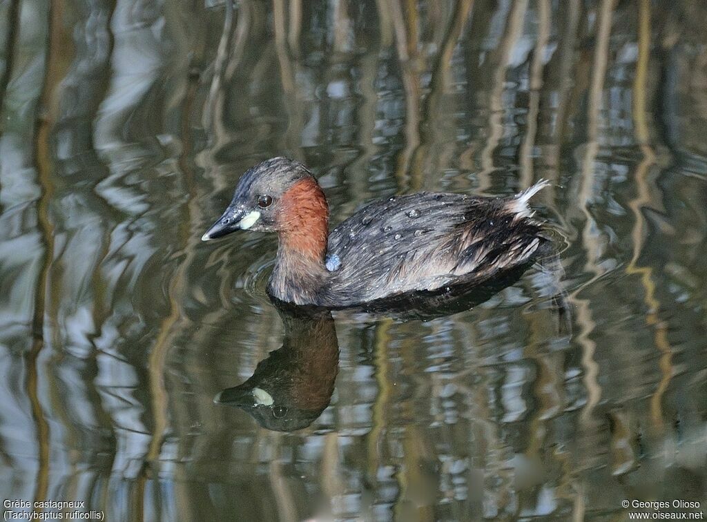 Little Grebeadult post breeding, identification