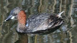 Little Grebe