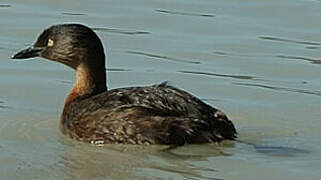 New Zealand Grebe