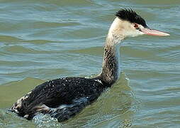 Great Crested Grebe