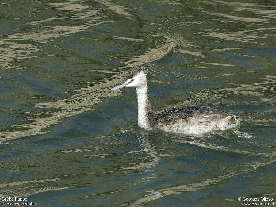 Great Crested Grebeadult post breeding