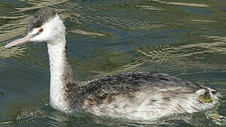 Great Crested Grebe