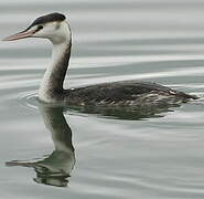 Great Crested Grebe