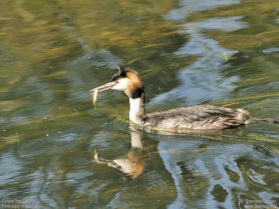 Great Crested Grebeadult breeding, identification, feeding habits, Reproduction-nesting