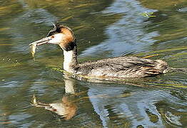 Great Crested Grebe