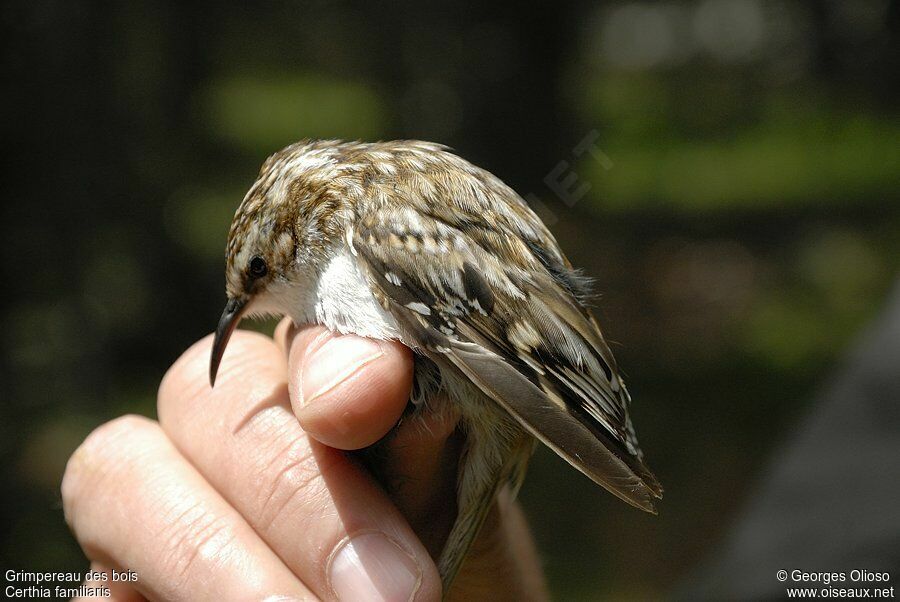 Eurasian Treecreeper male adult breeding, identification