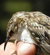 Eurasian Treecreeper