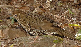 Bassian Thrush