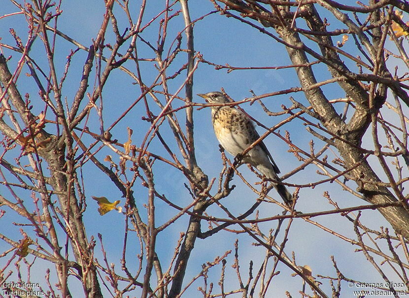 Fieldfare