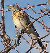 Fieldfare