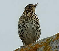 Song Thrush