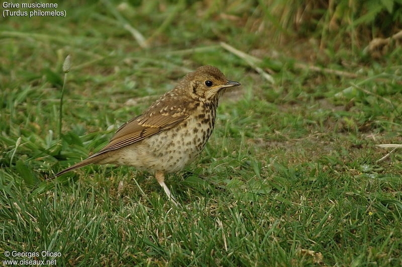 Song Thrush