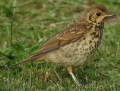 Song Thrush