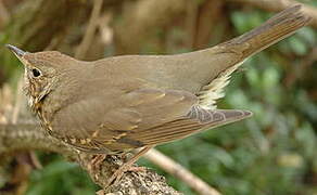 Song Thrush