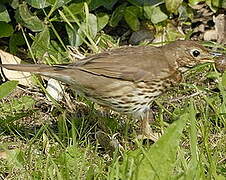 Song Thrush