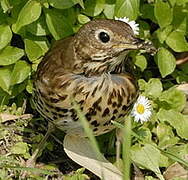 Song Thrush