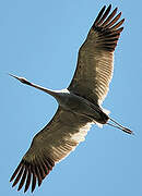 Sarus Crane