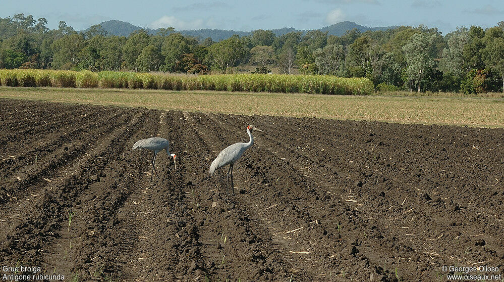 Brolga adult breeding