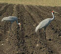 Grue brolga