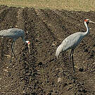 Grue brolga