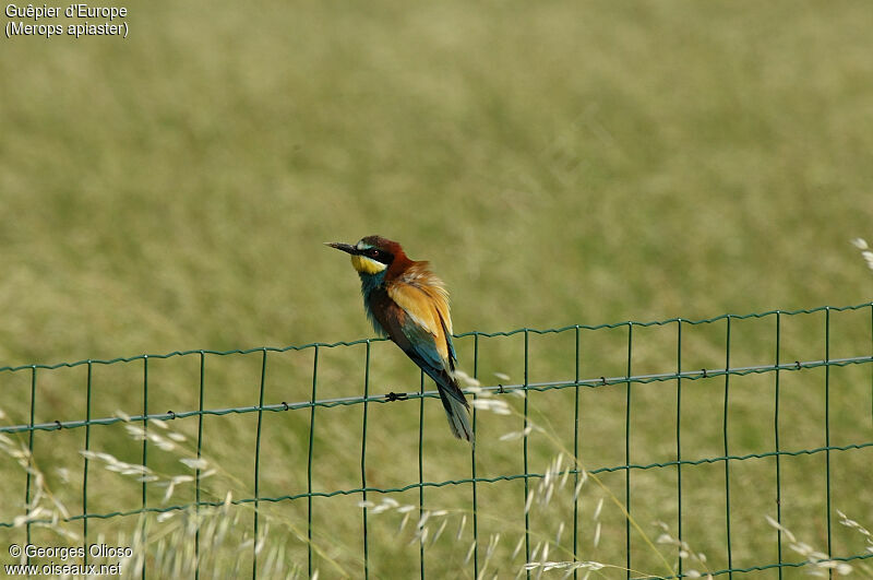 European Bee-eater