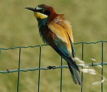 European Bee-eater