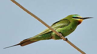 Blue-cheeked Bee-eater