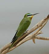 Blue-cheeked Bee-eater