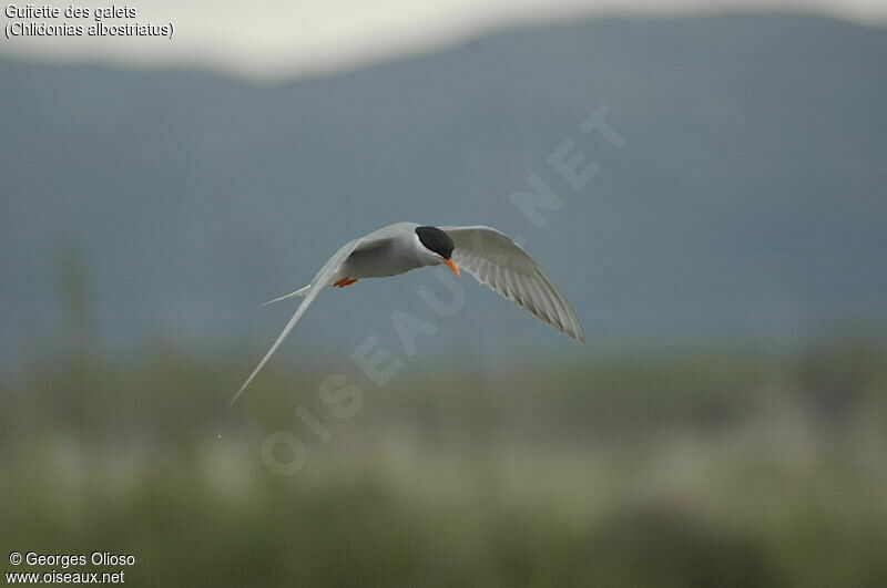 Black-fronted Tern