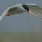 Guifette des galets