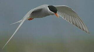 Black-fronted Tern