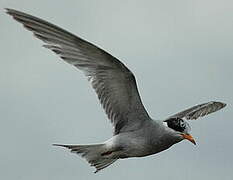 Black-fronted Tern