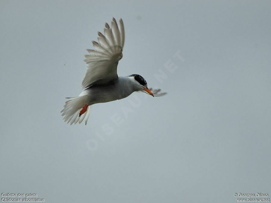 Black-fronted Ternadult breeding