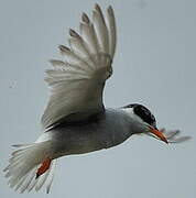 Black-fronted Tern